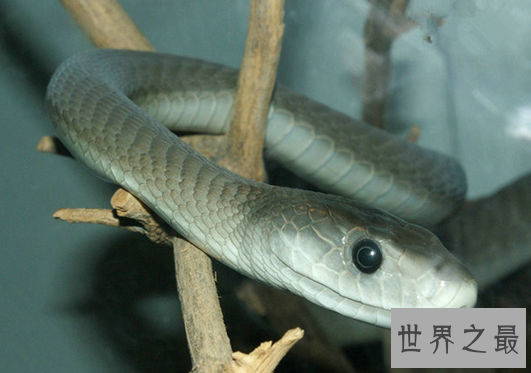 黑曼巴蛇VS眼镜王蛇,它们到底谁更厉害（两者不相上下）