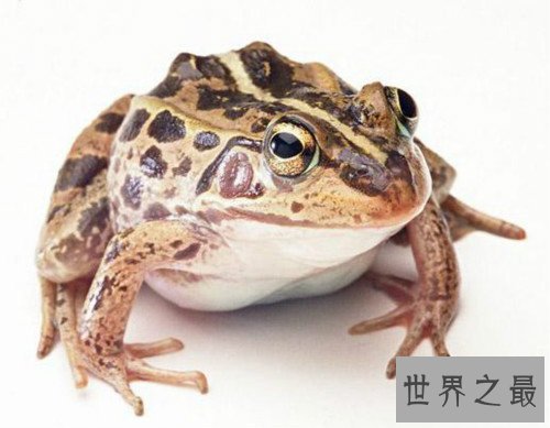 世界上专门用来吃的青蛙,稻香蛙（改良版虎纹蛙）