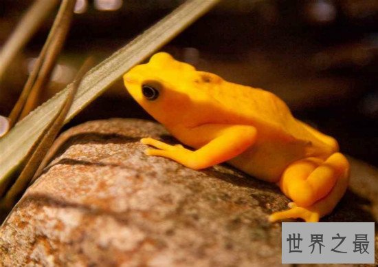 世界上比较常见的宠物蛙种类,红眼树蛙的颜值最高
