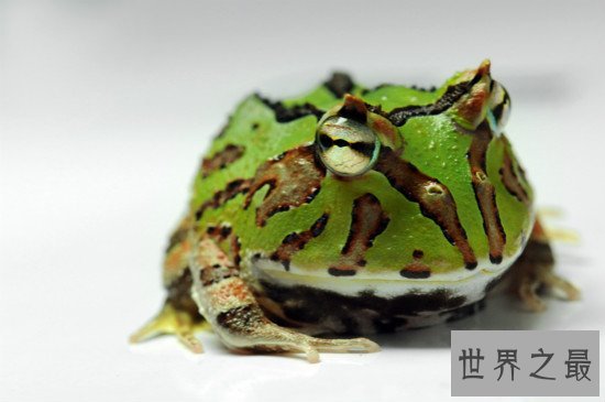 世界上比较常见的宠物蛙种类,红眼树蛙的颜值最高
