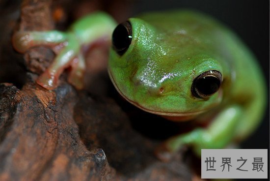 世界上比较常见的宠物蛙种类,红眼树蛙的颜值最高