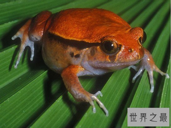 世界上比较常见的宠物蛙种类,红眼树蛙的颜值最高