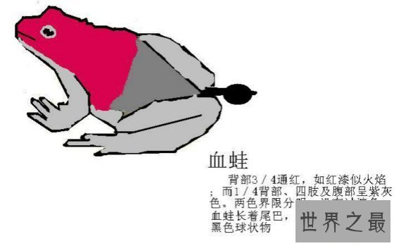 世界上唯一会咬人的青蛙,食人蛙（一切源自于环境污染）