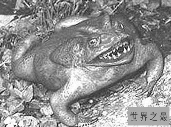 世界上唯一会咬人的青蛙,食人蛙（一切源自于环境污染）