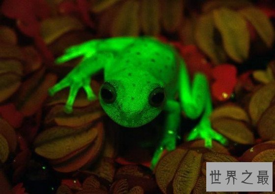 世界上唯一会咬人的青蛙,食人蛙（一切源自于环境污染）