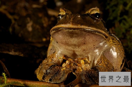 世界上唯一会咬人的青蛙,食人蛙（一切源自于环境污染）
