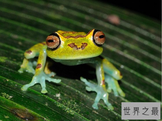 世界上唯一会咬人的青蛙,食人蛙（一切源自于环境污染）