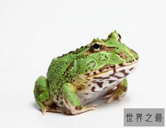 世界上生性凶猛的青蛙,钟角蛙(会袭击一切经过它的动物)