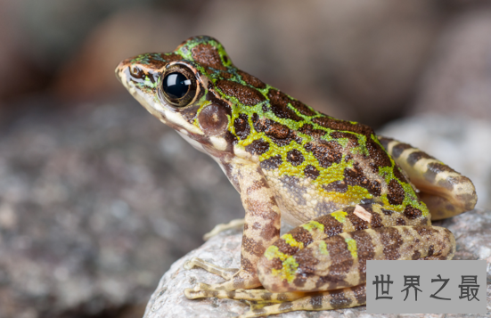 世界上生性凶猛的青蛙,钟角蛙(会袭击一切经过它的动物)