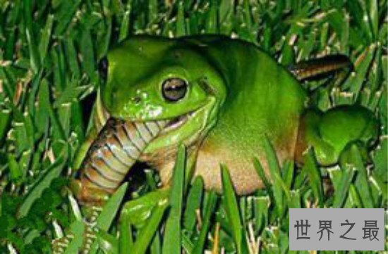 世界上生性凶猛的青蛙,钟角蛙(会袭击一切经过它的动物)