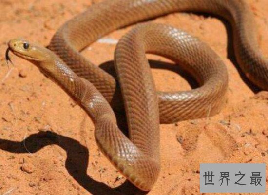世界上最毒的蛇,细鳞太攀蛇（分泌一次毒液可杀死100名成年人）