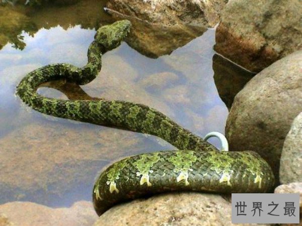 世界上的彩虹蛇,沃那比蛇(创造了澳大利亚的主要景色)