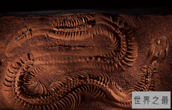 世界上的彩虹蛇,沃那比蛇(创造了澳大利亚的主要景色)