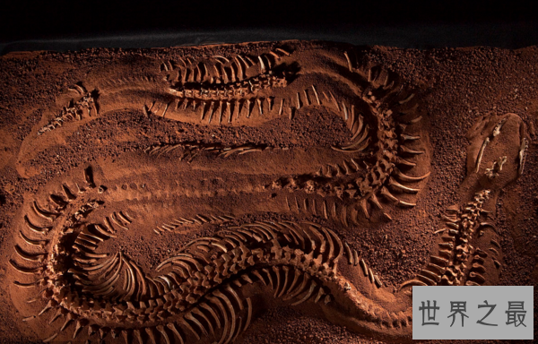 世界上的彩虹蛇,沃那比蛇(创造了澳大利亚的主要景色)