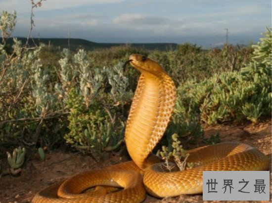 世界上最凶猛的蛇，黄金眼睛蛇(攻击一次产生的毒液可杀死6人)