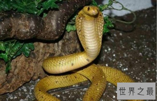 世界上最凶猛的蛇，黄金眼睛蛇(攻击一次产生的毒液可杀死6人)