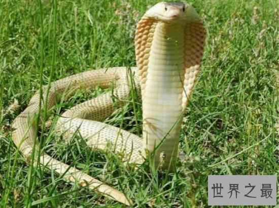 世界上最凶猛的蛇，黄金眼睛蛇(攻击一次产生的毒液可杀死6人)