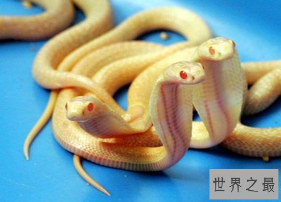 世界上最凶猛的蛇，黄金眼睛蛇(攻击一次产生的毒液可杀死6人)