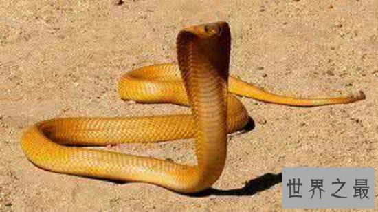 世界上最凶猛的蛇，黄金眼睛蛇(攻击一次产生的毒液可杀死6人)