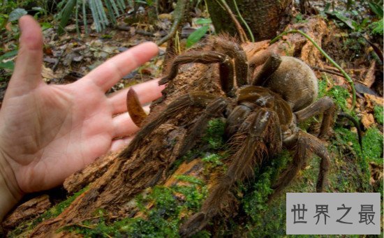 世界上最大的蜘蛛,亚马逊巨人食鸟蛛（体型堪比一只小狗）