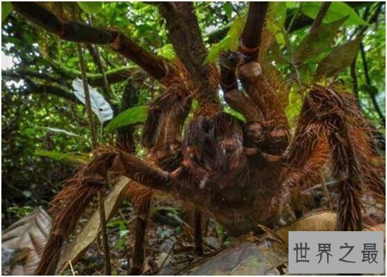 世界上最大的蜘蛛,亚马逊巨人食鸟蛛（体型堪比一只小狗）