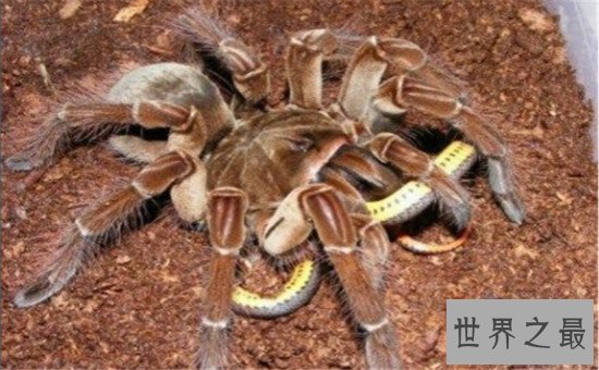 世界上最大的蜘蛛,亚马逊巨人食鸟蛛（体型堪比一只小狗）