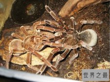 世界上最大的蜘蛛,亚马逊巨人食鸟蛛（体型堪比一只小狗）