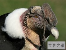 世界上最大的猛禽，安第斯神鹫(安第斯文明之魂)