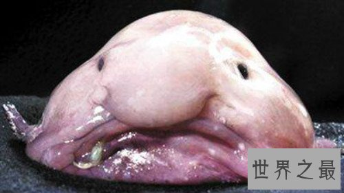 世界上丑的鱼,水滴鱼丑到没朋友(也是全世界表情最忧伤的鱼)