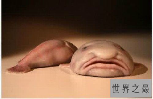 世界上丑的鱼,水滴鱼丑到没朋友(也是全世界表情最忧伤的鱼)