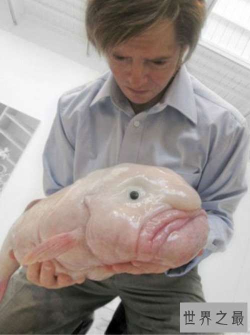 世界上丑的鱼,水滴鱼丑到没朋友(也是全世界表情最忧伤的鱼)