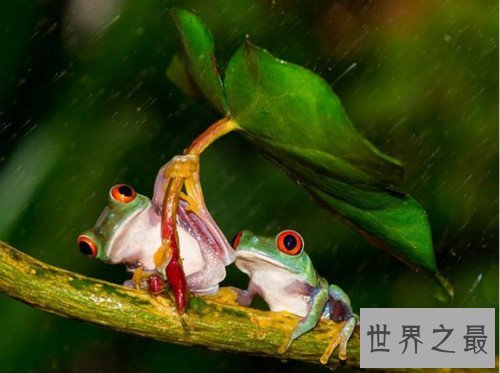 【世界上最小清新的青蛙,打伞树蛙(后被证实为摆拍)】图3