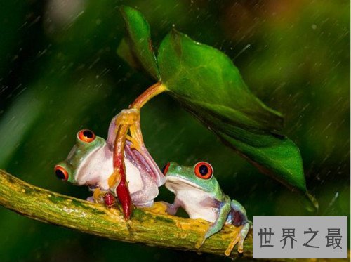 世界上最小清新的青蛙,打伞树蛙(后被证实为摆拍)