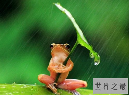 【世界上最小清新的青蛙,打伞树蛙(后被证实为摆拍)】图2