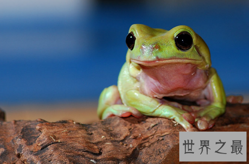 【世界上最小清新的青蛙,打伞树蛙(后被证实为摆拍)】图4