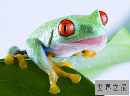 世界上最漂亮的观赏蛙,树蛙(蛙界的小萌物)