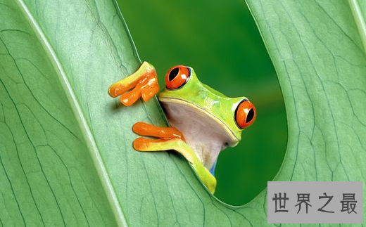 世界上最漂亮的观赏蛙,树蛙(蛙界的小萌物)
