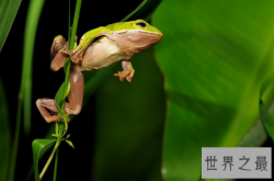 世界上最漂亮的观赏蛙,树蛙(蛙界的小萌物)