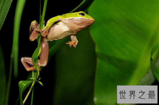 世界上最漂亮的观赏蛙,树蛙(蛙界的小萌物)