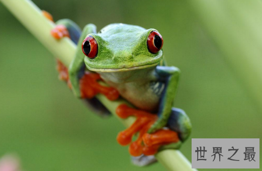 世界上最漂亮的观赏蛙,树蛙(蛙界的小萌物)