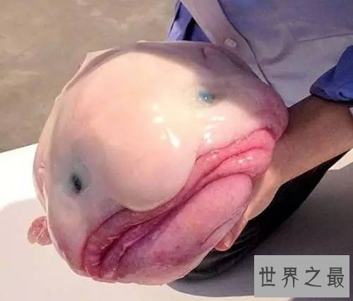 世界上最丑的鱼排行榜,水滴鱼位列第一（没有最丑只有更丑）