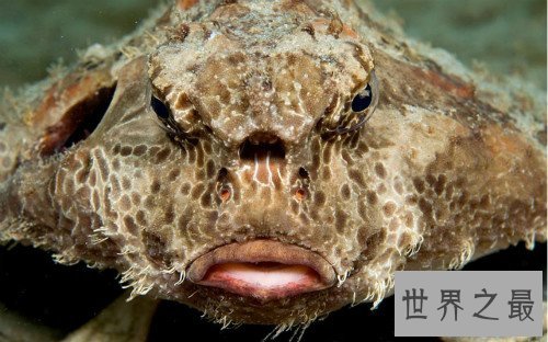 世界上最丑的鱼排行榜,水滴鱼位列第一（没有最丑只有更丑）