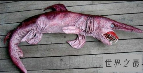 世界上最丑的鱼排行榜,水滴鱼位列第一（没有最丑只有更丑）