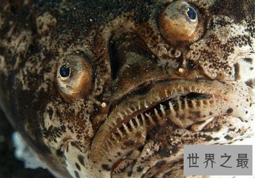 世界上最丑的鱼排行榜,水滴鱼位列第一（没有最丑只有更丑）