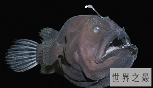 世界上最丑的鱼排行榜,水滴鱼位列第一（没有最丑只有更丑）