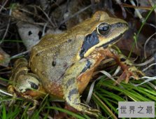 世界上最具医药价值的青蛙,林蛙（纯天然补品）