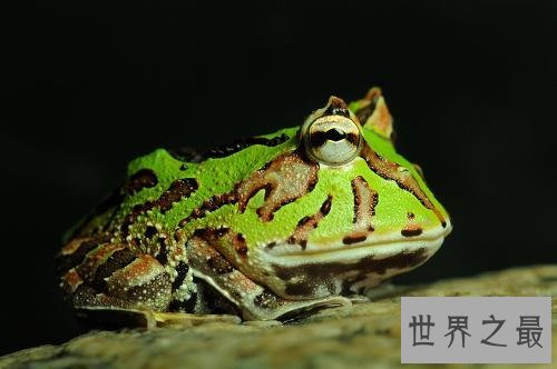 世界上最猛的青蛙,苏里南角蛙（外形很萌实际很很猛）