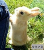 世界上最萌的兔子,公主兔（长得漂亮又重情义）