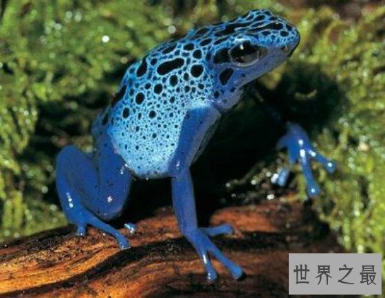 世界上敢吃蛇的青蛙,食蛇蛙最爱吃响尾蛇（绝对不会中毒）