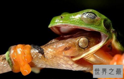 世界上敢吃蛇的青蛙,食蛇蛙最爱吃响尾蛇（绝对不会中毒）